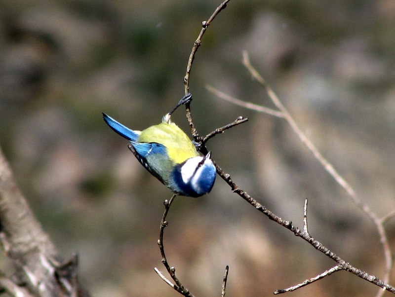 Chapim-azul IMG_0382_zpsf3af13dd