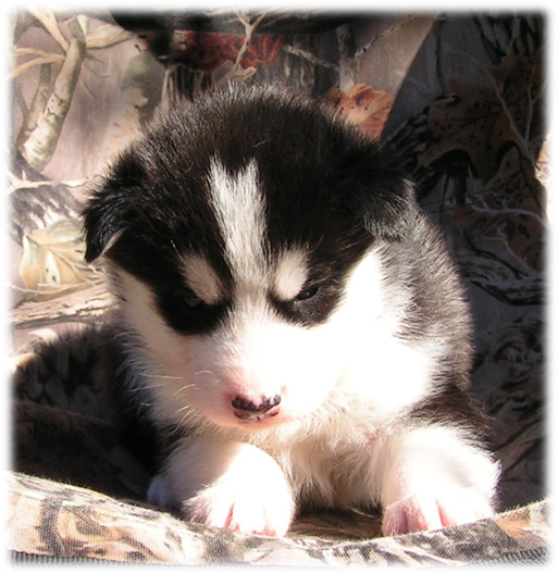 yukon - Yukon's Adventures! Achievement Unlocked, Neuter status acquired! Yukon3WeeksOld_zpsc21c9f75