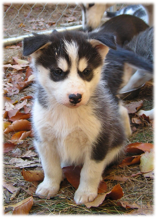 Yukon's Adventures! Achievement Unlocked, Neuter status acquired! Yukon6WeeksOld_zps430100df