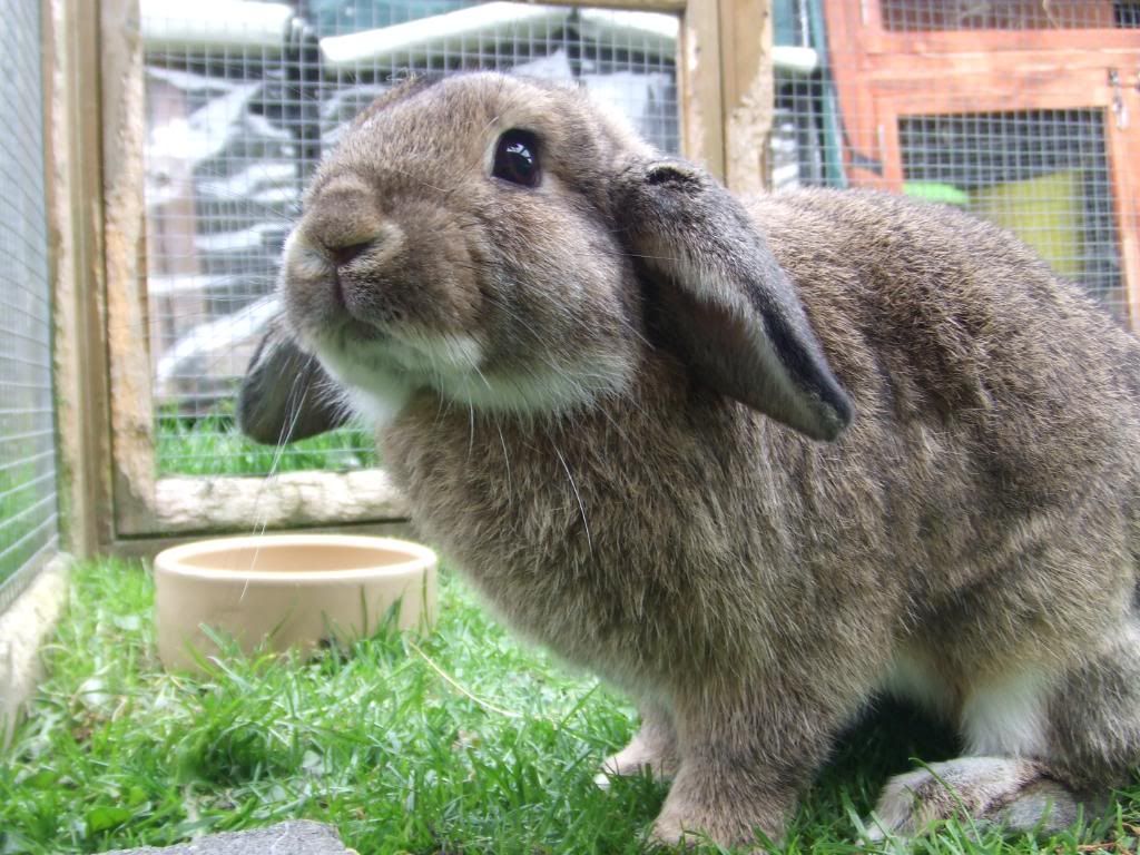 BRER RABBIT ...georgeous , young , neutered boy 035-1