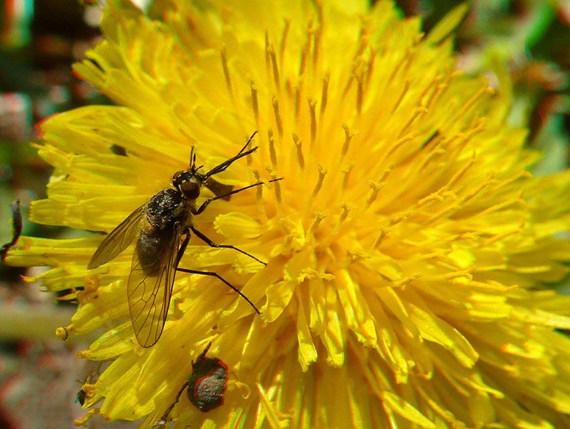 En pleno almuerzo Flormoscon