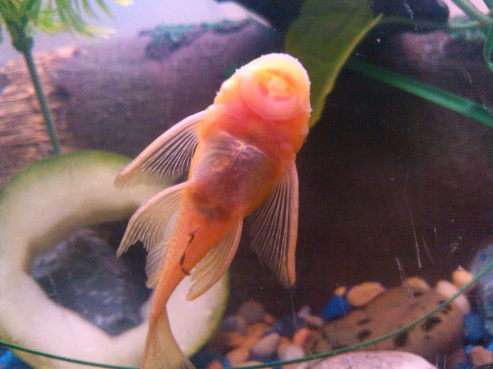 longfin albino bristlenose male? IMG_20120516_215255