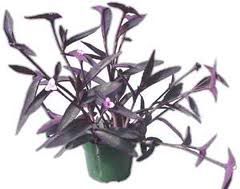 duda sobre planta Tradescantia