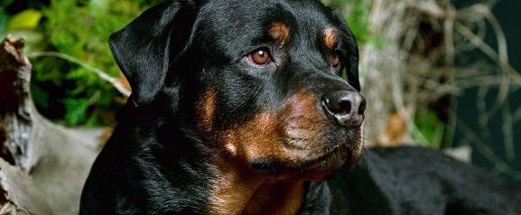 Taller del Rottweiler Beautiful-Rottweiler-rottweiler-13378967-1280-800_zps298885cf