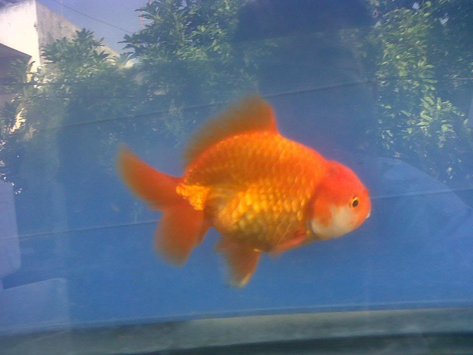 ¿Que variedad de goldfish les parece que es? 1d2d8eef