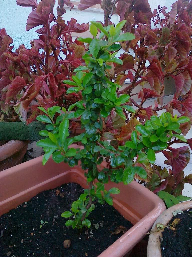 Un bel regalo dal mio giardino! Piantadaidentificare