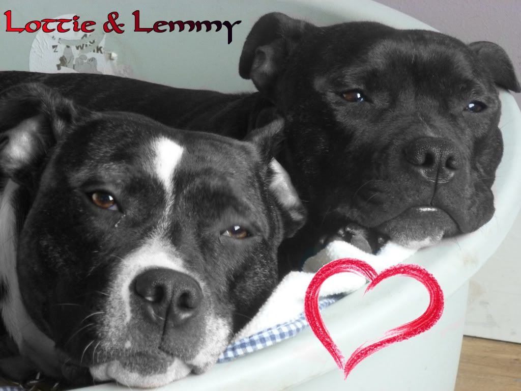 photos - Anyone spare a few photos of there staffys? Lottieandlemmy2