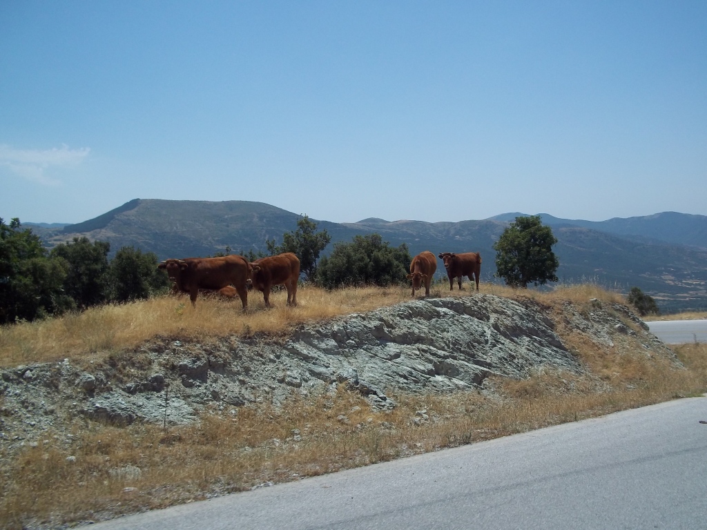 ΜΙΑ ΜΙΚΡΗ ΕΚΔΡΟΜΗ ΣΤΑ Κ.Ε.Ο.Α.Χ.(ΟΛΥΜΠΟ)1800 ΜΕΤΡΑ 100_1941