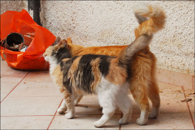 Ιστορίες της αυλής.. ( ή αλλιώς: ιστορίες με γάτες ) - Σελίδα 8 DSC_4003_zpsaae87f0d