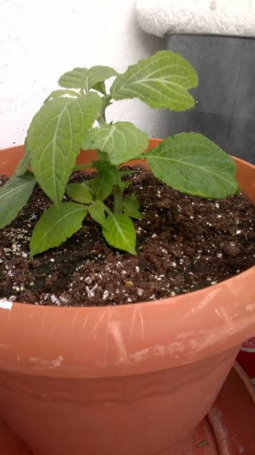 Mi Salvia Divinorum 2012-06-06-015