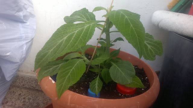 Mi Salvia Divinorum 2012-06-17-058