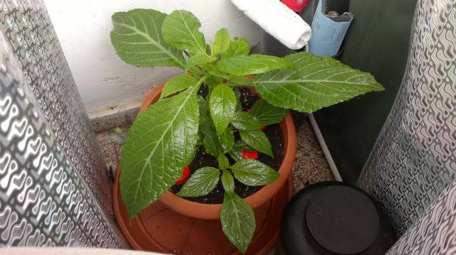 Mi Salvia Divinorum 2012-06-26-001