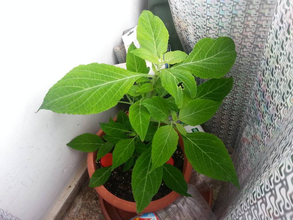 Mi Salvia Divinorum 20120712_112603