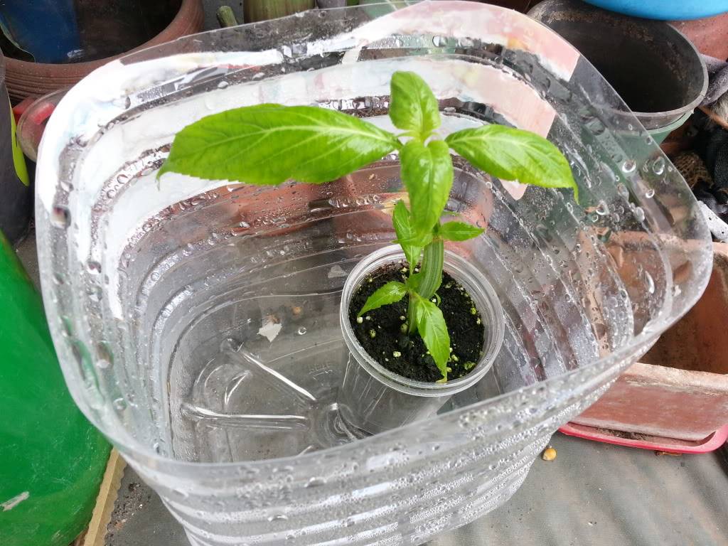 Mi Salvia Divinorum 20120730_161817