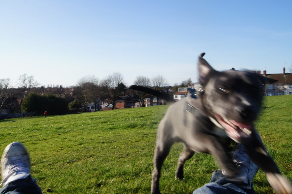 blue staffy... pitbull? DSC00816