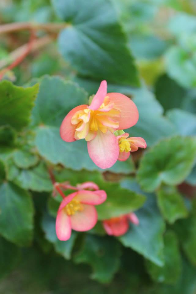 Quel begonia? 1376630_10201474722122769_1006082129_n