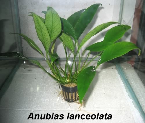 Plantas de Tallo Anubiaslanceolata-1