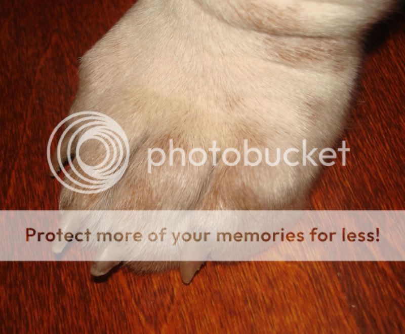 Post your pets THEPAW-CODYSPHOTOGRAPH
