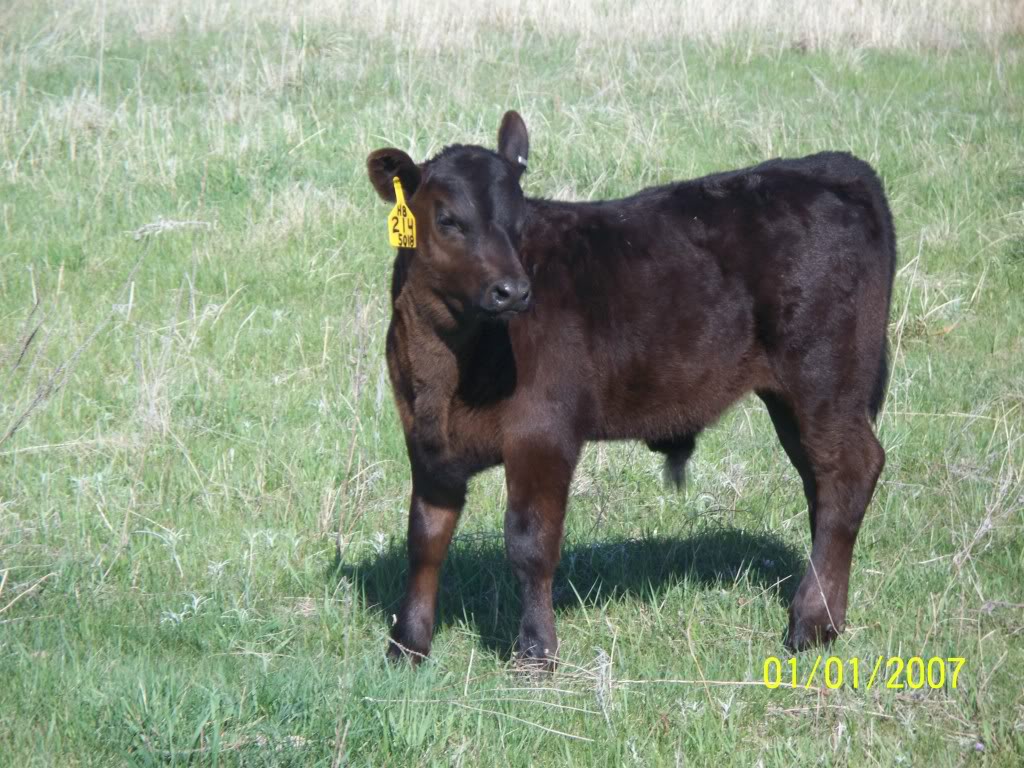 Keeney Angus April 7 Bull and Heifer Sale - Page 8 102_2097