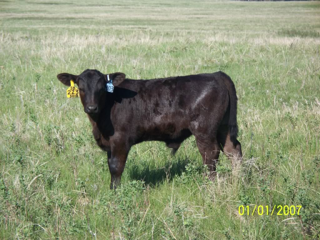 Keeney Angus April 7 Bull and Heifer Sale - Page 8 102_2102