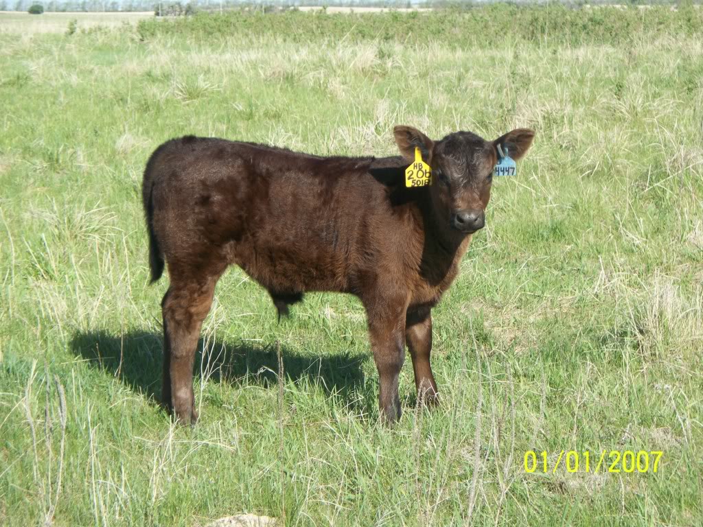 Keeney Angus April 7 Bull and Heifer Sale - Page 8 102_2104