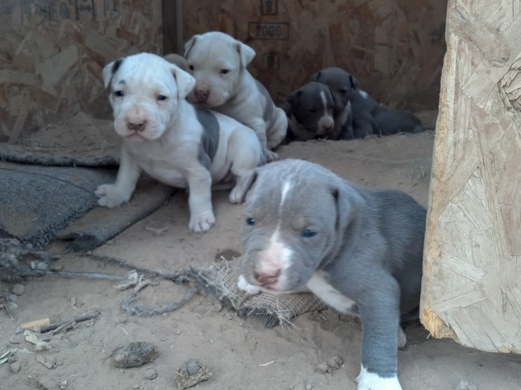 pit bull blue  2012-02-20_16-42-15_494