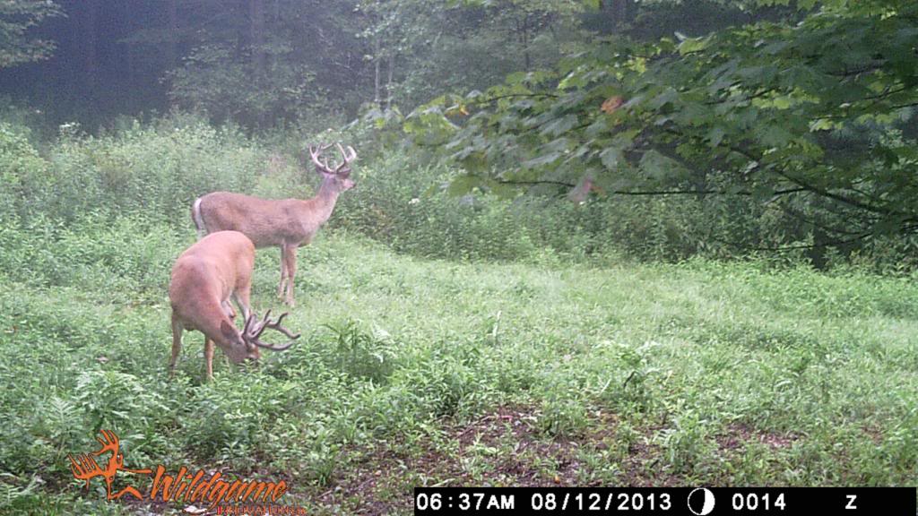 Trail cam from this weekend WGI_0014-1