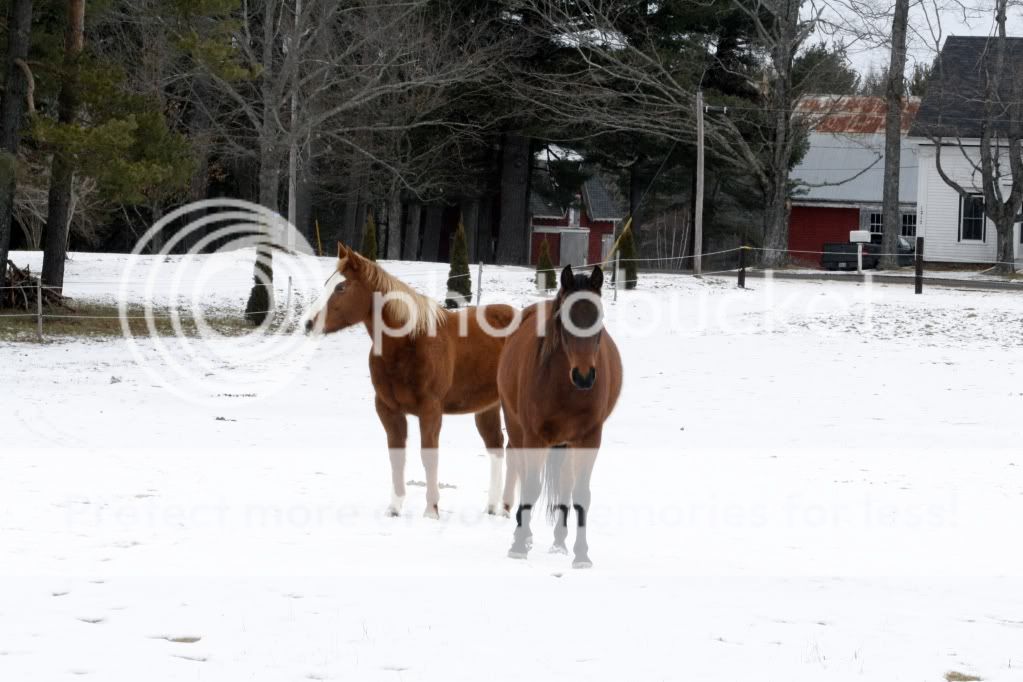 Some pony pictures 016