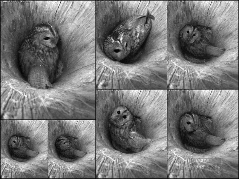 Estonian Tawny Owl Webcam 2015 - Page 2 PrintScreen%20Files