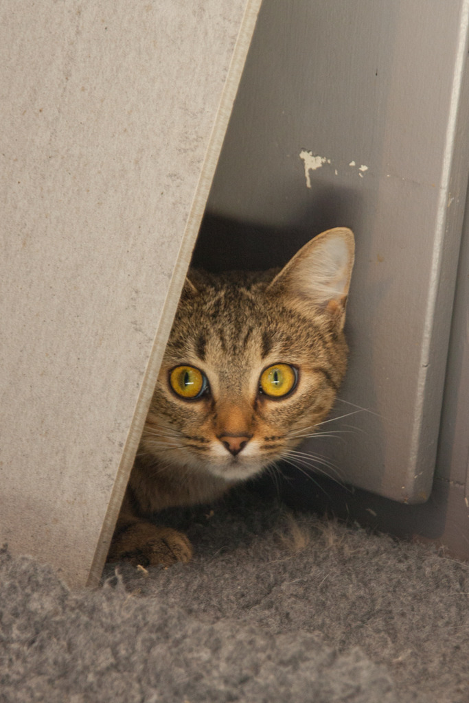 Emma, femelle type européenne tabby née 1er mai 2015  Emma-3_zpsjn4fz6pj