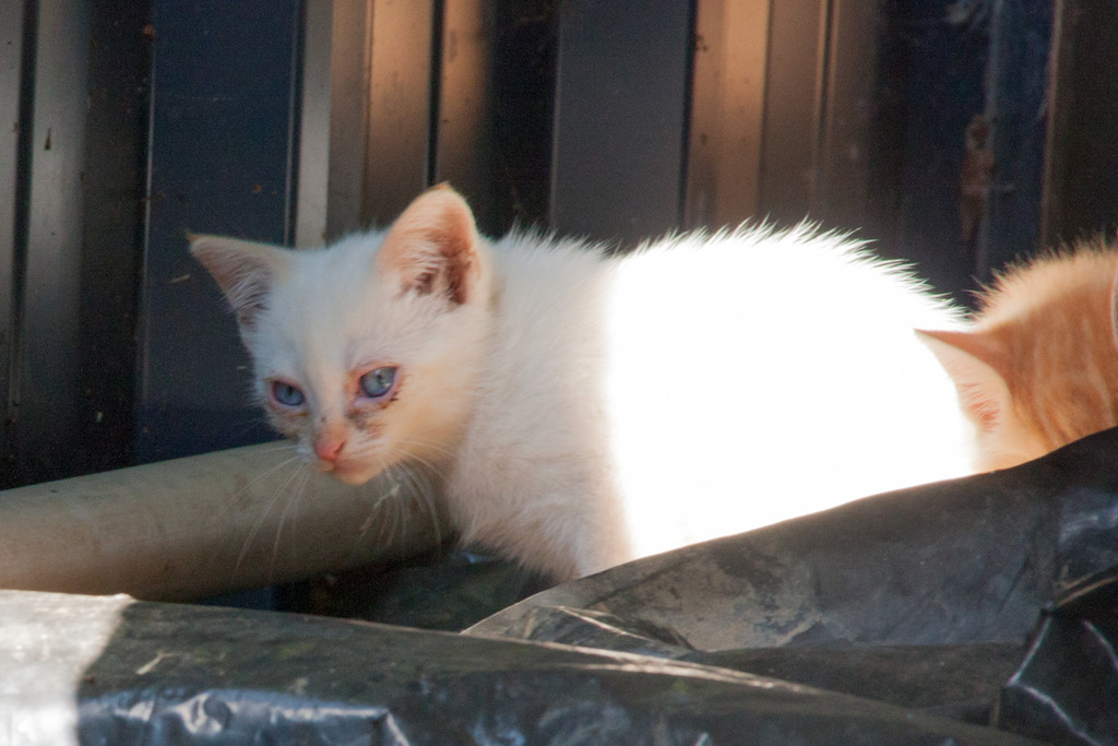 Mélodie, femelle type européenne blanche crème rousse née le 10/07/2016 Famille%20chats%20Guesdonniegravere-2_zpstmk7xody