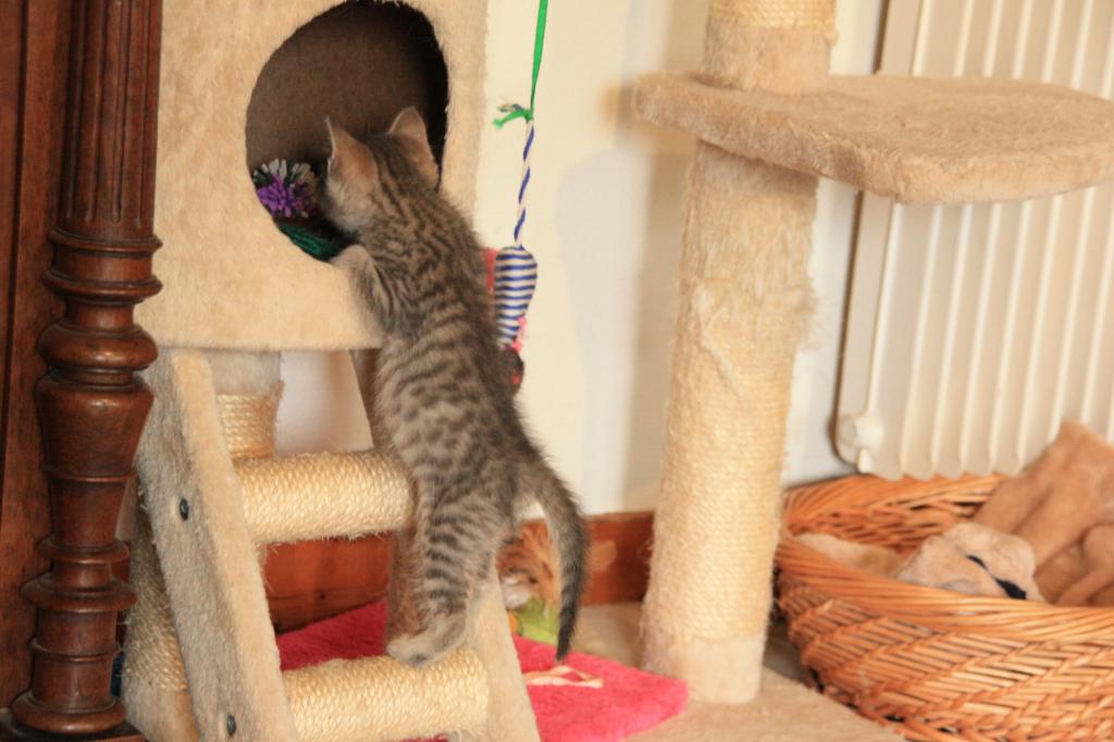 Jasper (ex: Jeffrey), mâle type européen grey tabby né 22/07/2014 IMG_0548_zpsa5807f20