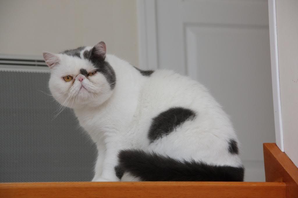 Folio, mâle exotic shorthair né le 26/04/2010 IMG_8761_zps142725d0