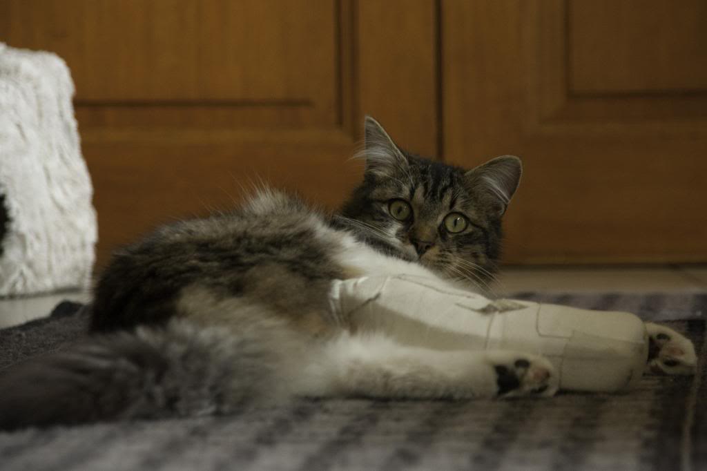 Ilan, mâle type européen tabby et blanc angora né 01/10/2013 Ilan-3_zps595d0041