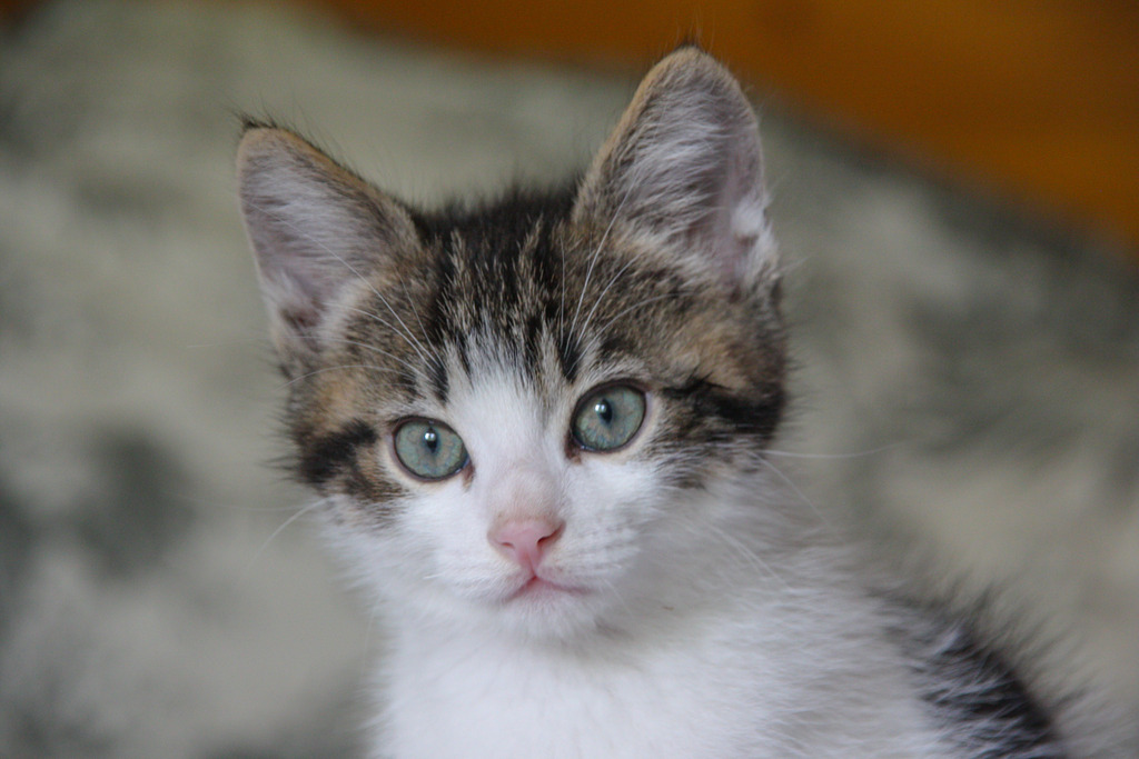 Luigi, mâle type européen blanc et tabby avec tâches noir sur le corps né 15/04/2015 Luigi-6_zps89k3ychd