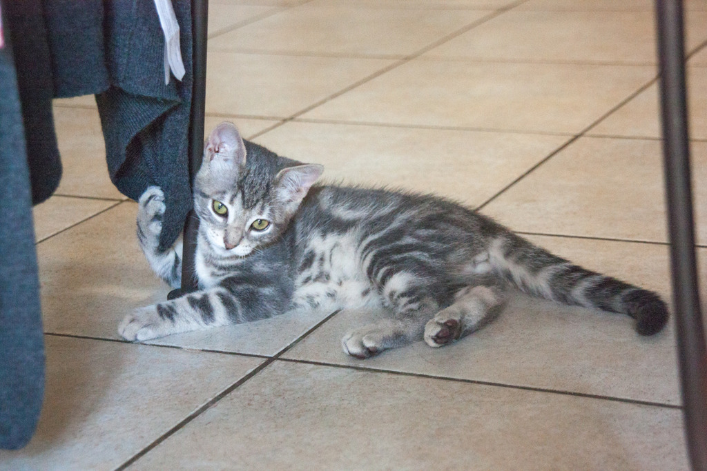 Mustang, mâle type européen tabby gris né 23/05/2016 Mustang-11_zpsbvmpczyw