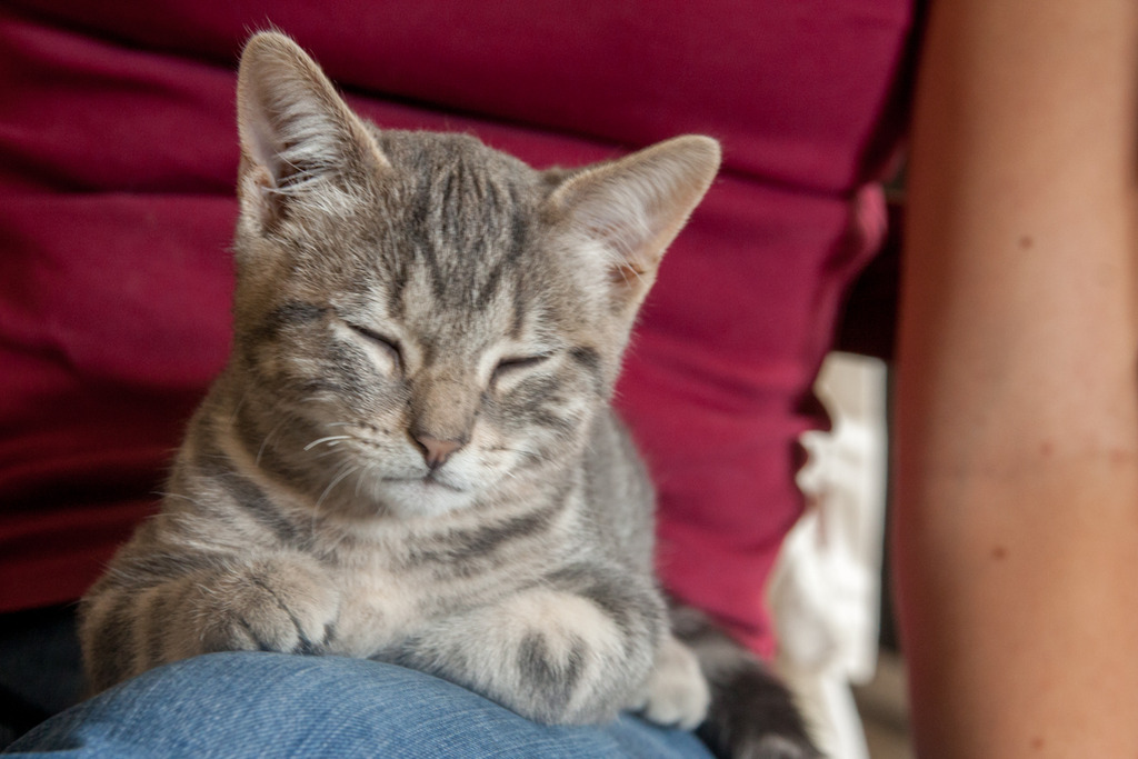 Mustang, mâle type européen tabby gris né 23/05/2016 - Page 2 Mustang-3_zps9xdehh63