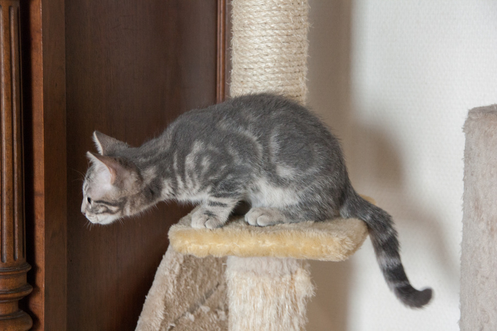 Mustang, mâle type européen tabby gris né 23/05/2016 Mustang-5_zpsclbrm0ty