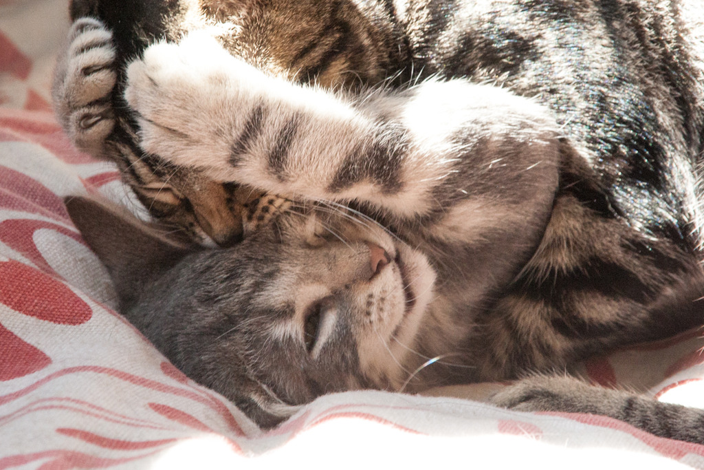 Mustang, mâle type européen tabby gris né 23/05/2016 Mustang-7_zpsuikxnj9p