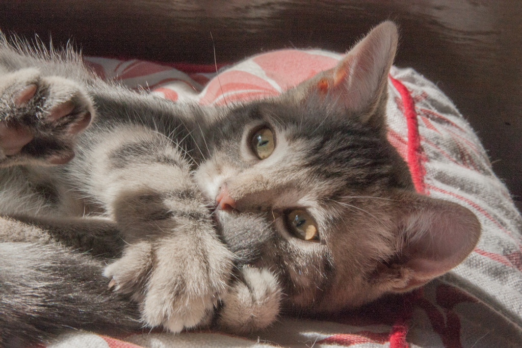 Mustang, mâle type européen tabby gris né 23/05/2016 Mustang-9_zpssckfhss0