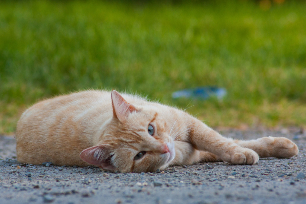 Chat "Oyé", mâle type européen roux clair marbré Oyeacute-10_zpsmlzbzxfc