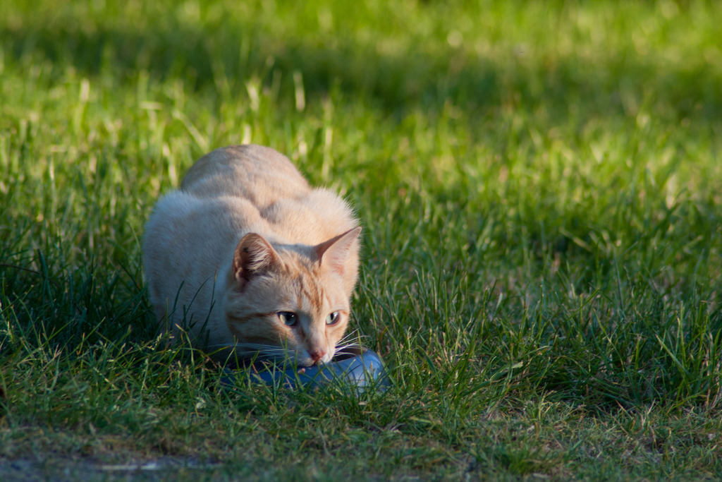 Chat "Oyé", mâle type européen roux clair marbré Oyeacute-2_zpslwjf2lpm