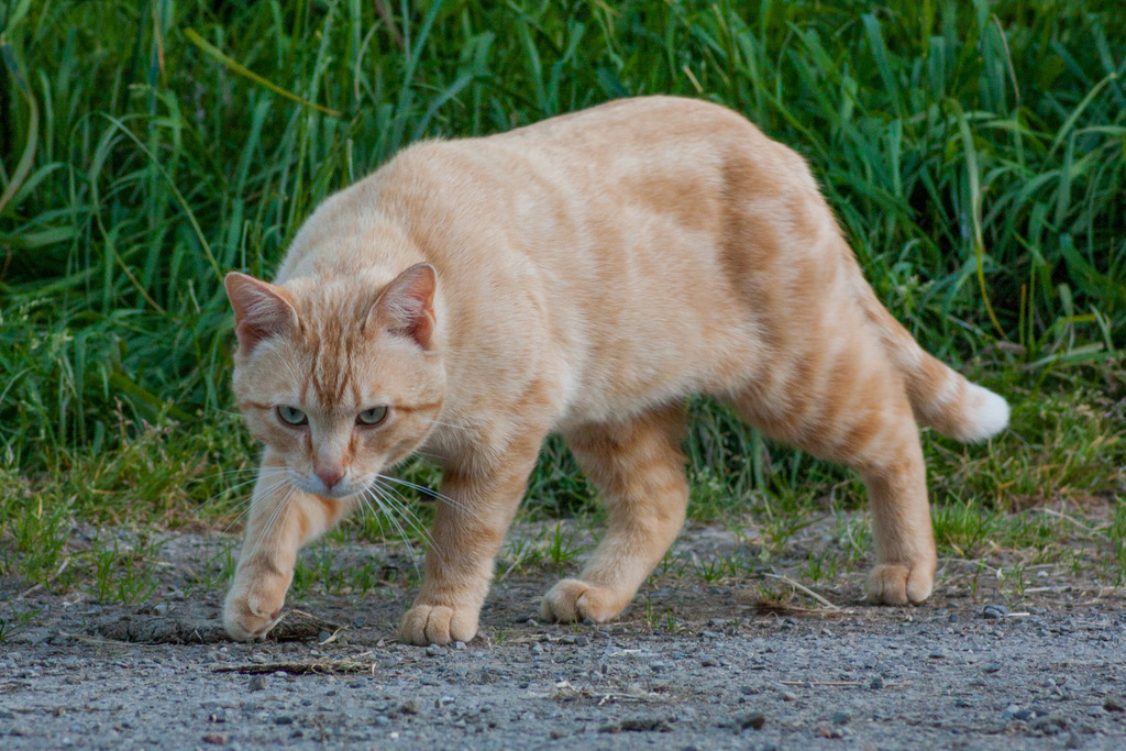 Chat "Oyé", mâle type européen roux clair marbré Oyeacute-3_zpsziphccwq