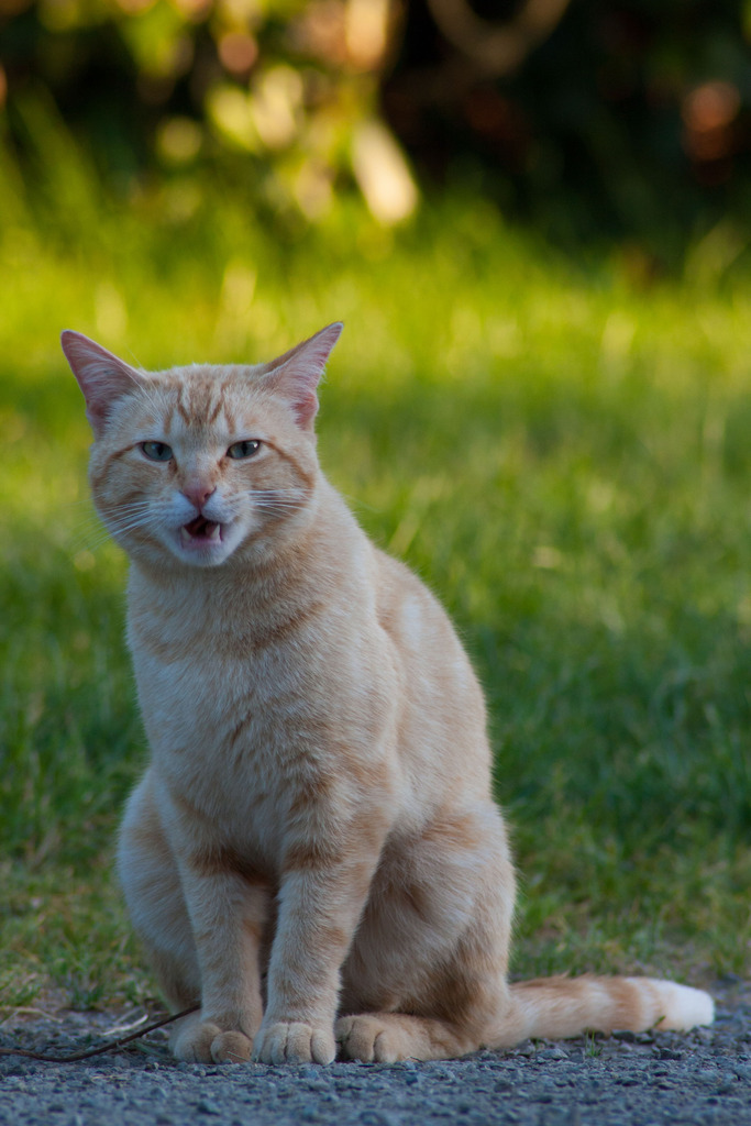 Chat "Oyé", mâle type européen roux clair marbré Oyeacute-5_zpsxx5hh1bh