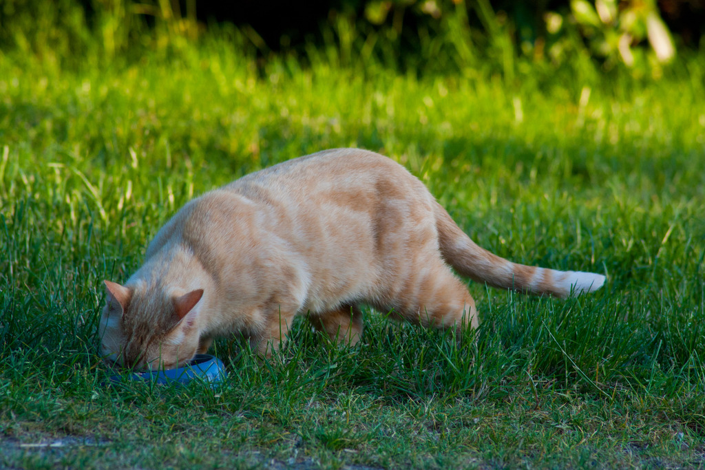 Chat "Oyé", mâle type européen roux clair marbré Oyeacute-6_zpsf8auv0wi