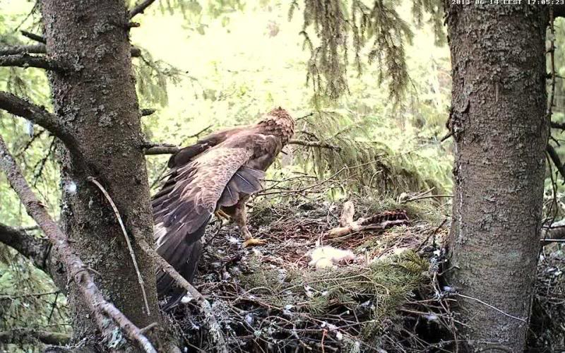 Estonian Lesser Spotted Eagles 2013 ~ Eha & Koit - Page 2 Vlcsnap-2013-06-14-17h05m33s165