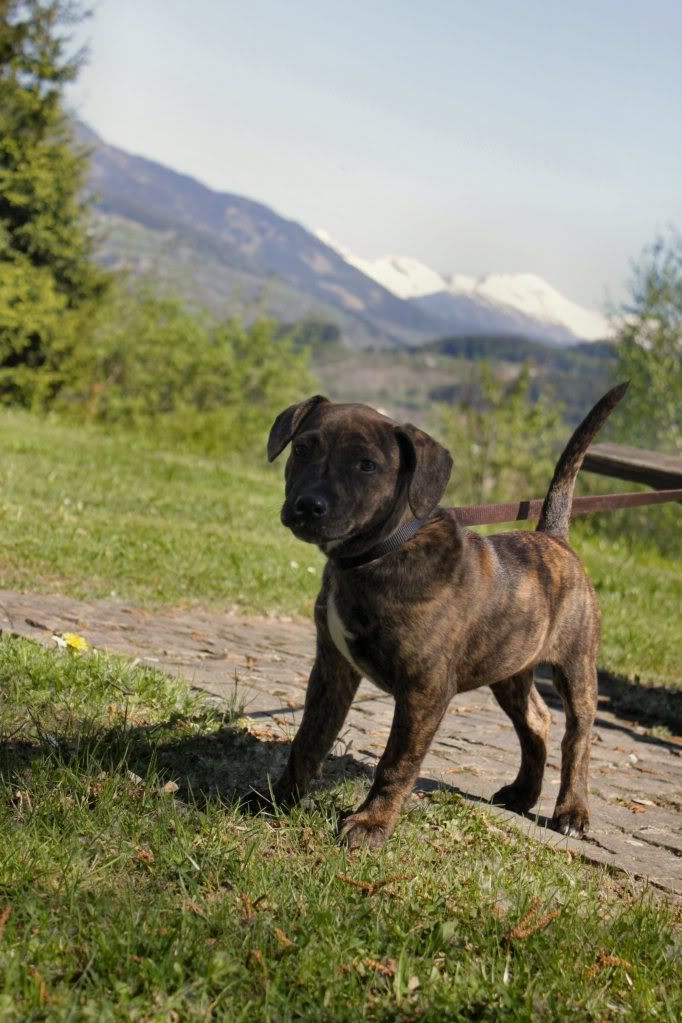 my staffie "eve" and my prager rattler "maxi" 05_Anreise