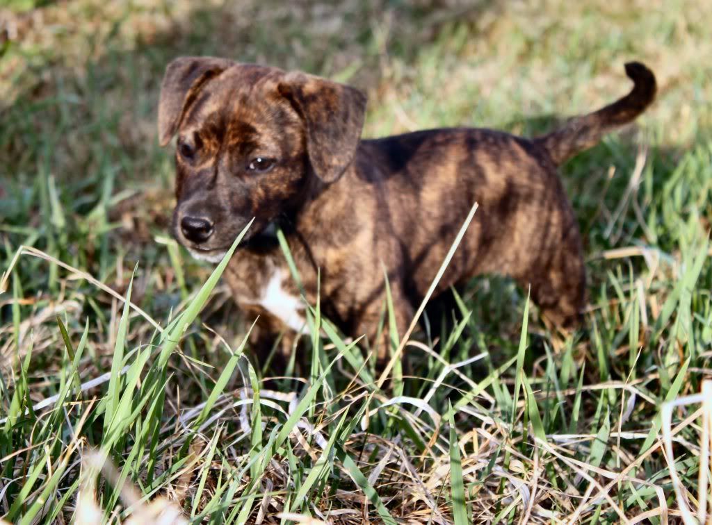 my staffie "eve" and my prager rattler "maxi" 29_Eve