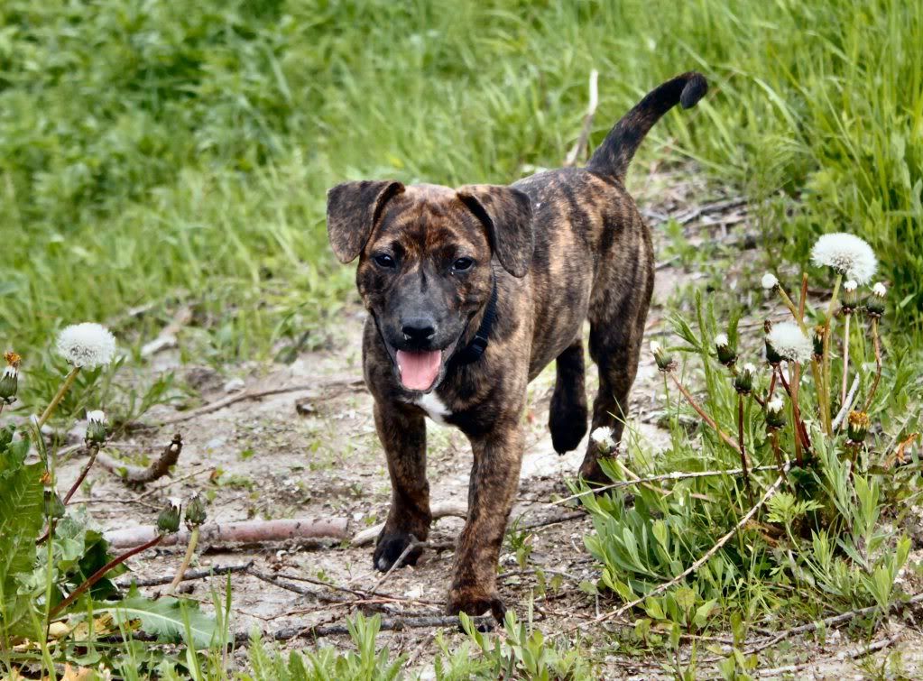 my staffie "eve" and my prager rattler "maxi" 84_RichtungBozen