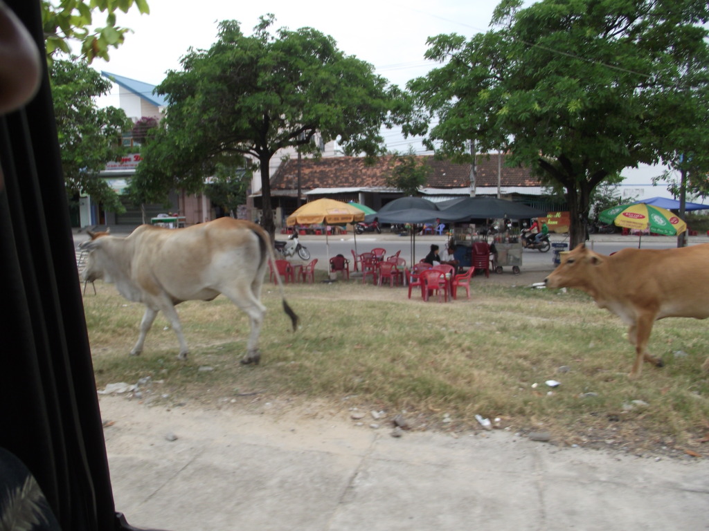 KHOE.... ĐI QUA NHỮNG CHÙM PHƯỢNG ĐỎ.... DSCF0590